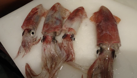 ケンサキイカやっと釣れた。